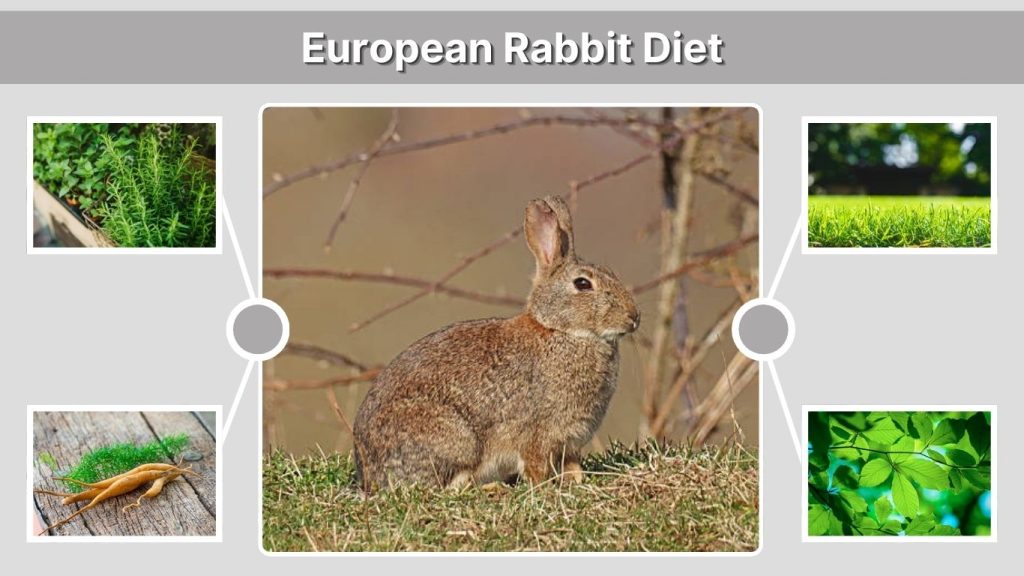 European Rabbit Diet