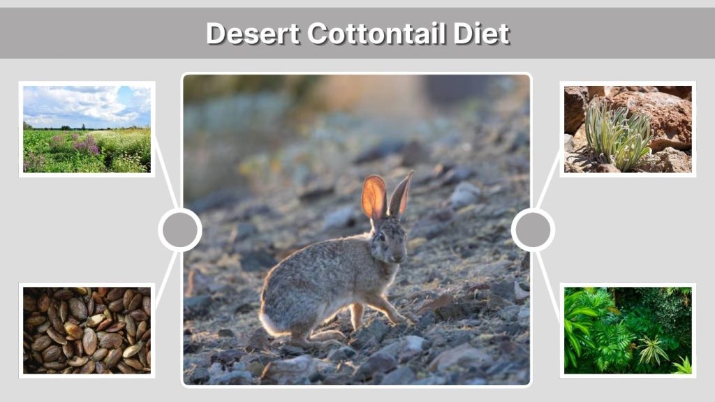 Desert Cottontail Diet