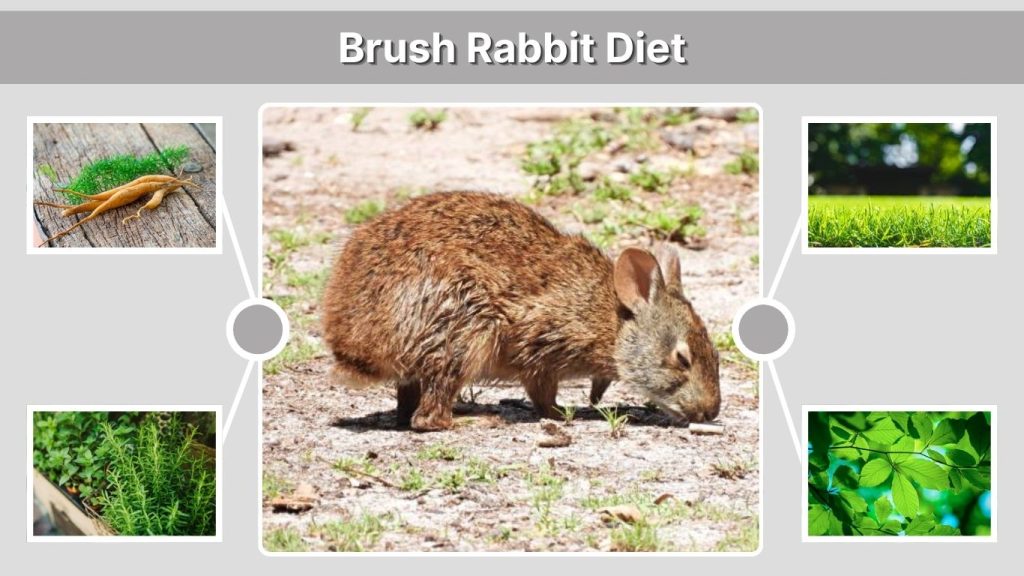 Brush Rabbit Diet