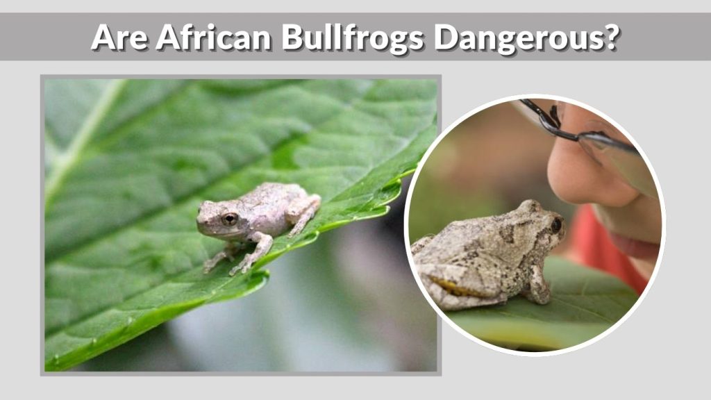 Are African Bullfrogs Dangerous?