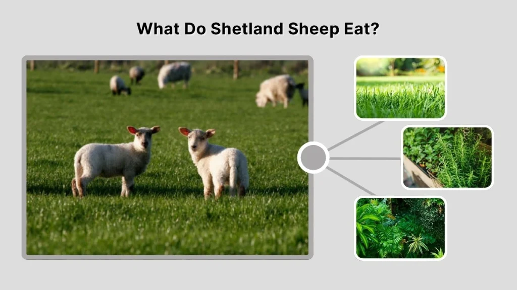 What Do Shetland Sheep Eat?