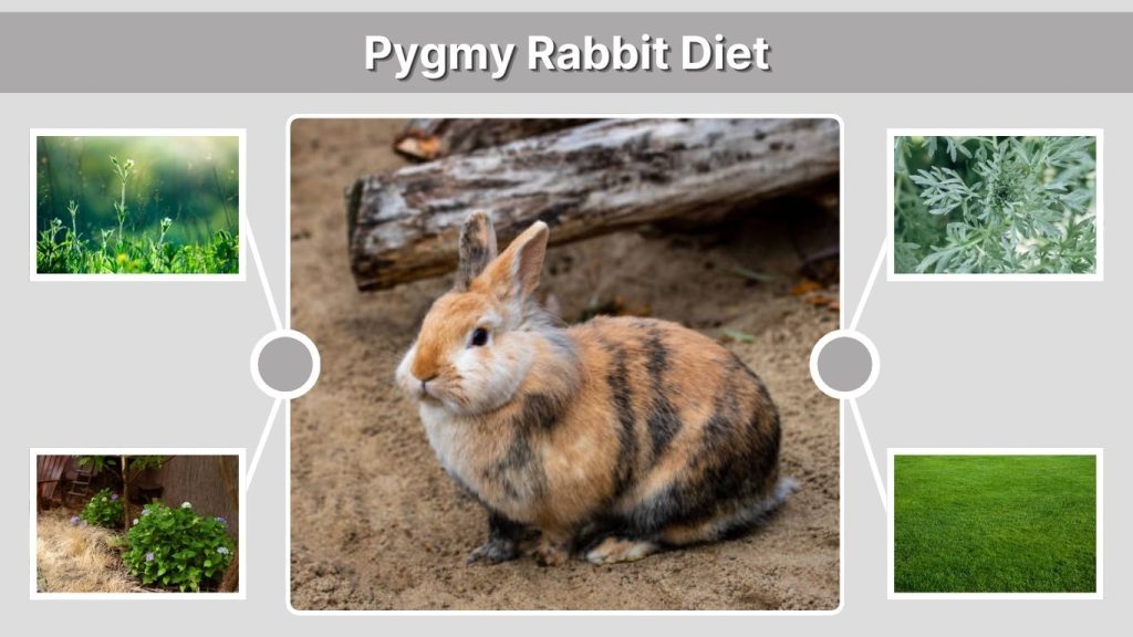 Pygmy Rabbit Diet