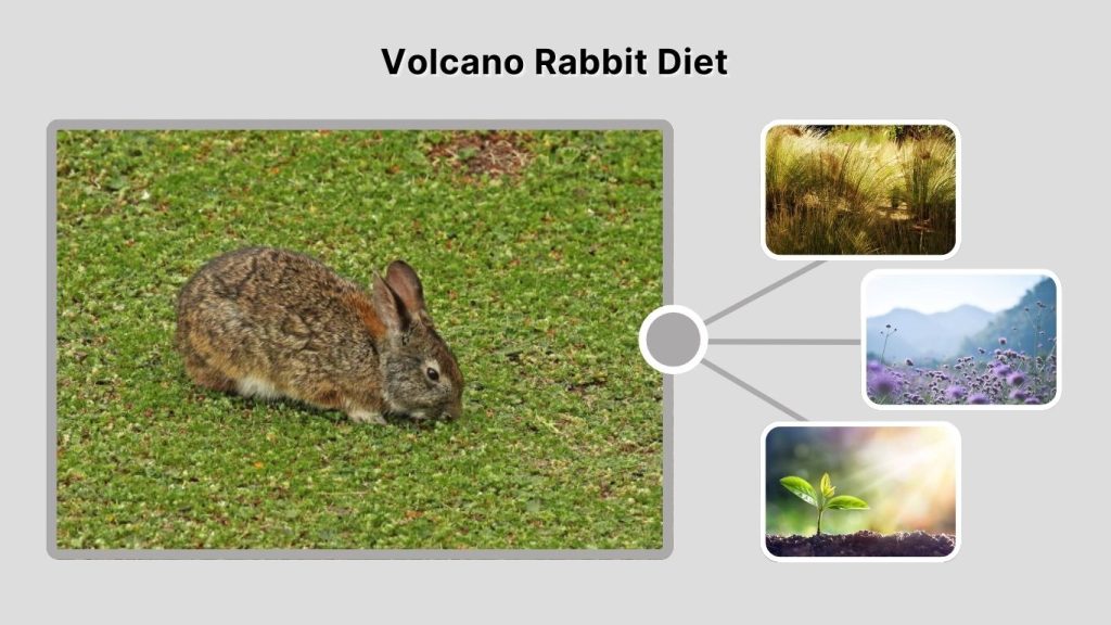 Volcano Rabbit Diet