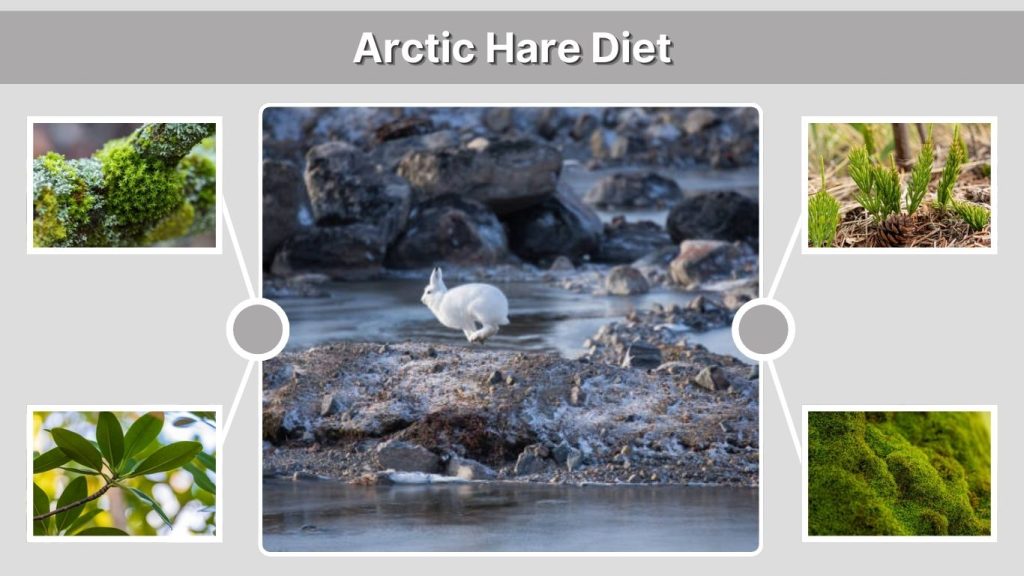 Arctic Hare Diet