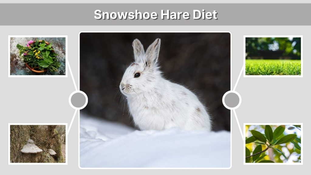 Snowshoe Hare Diet