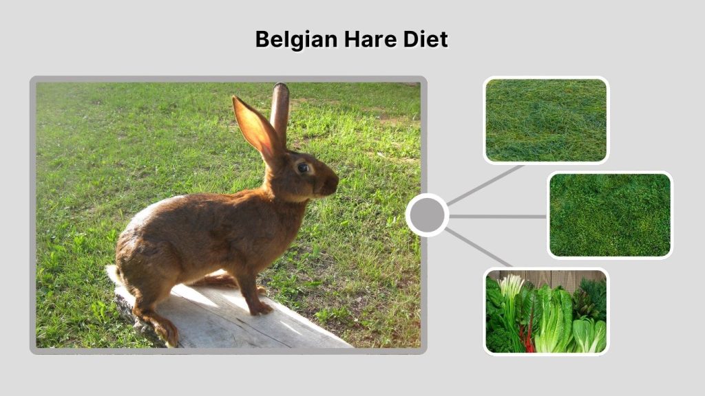 Belgian Hare Diet
