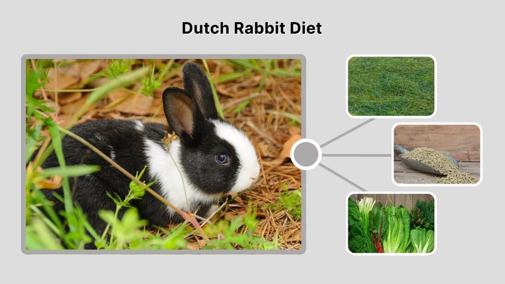 Dutch Rabbit Diet