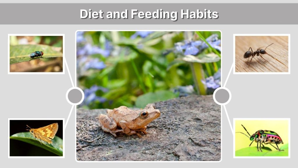 Diet and Feeding Habits