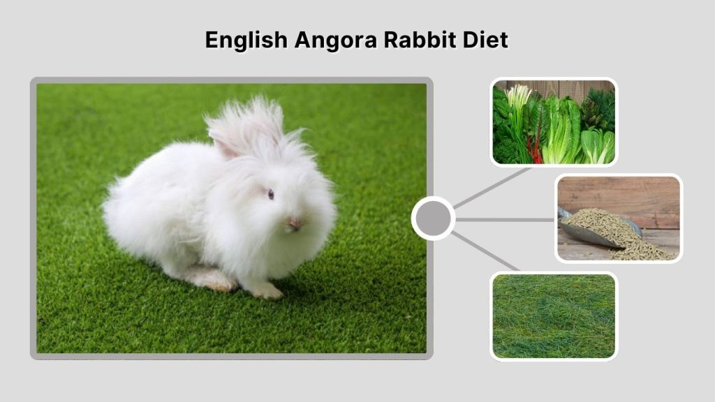 English Angora Rabbit Diet