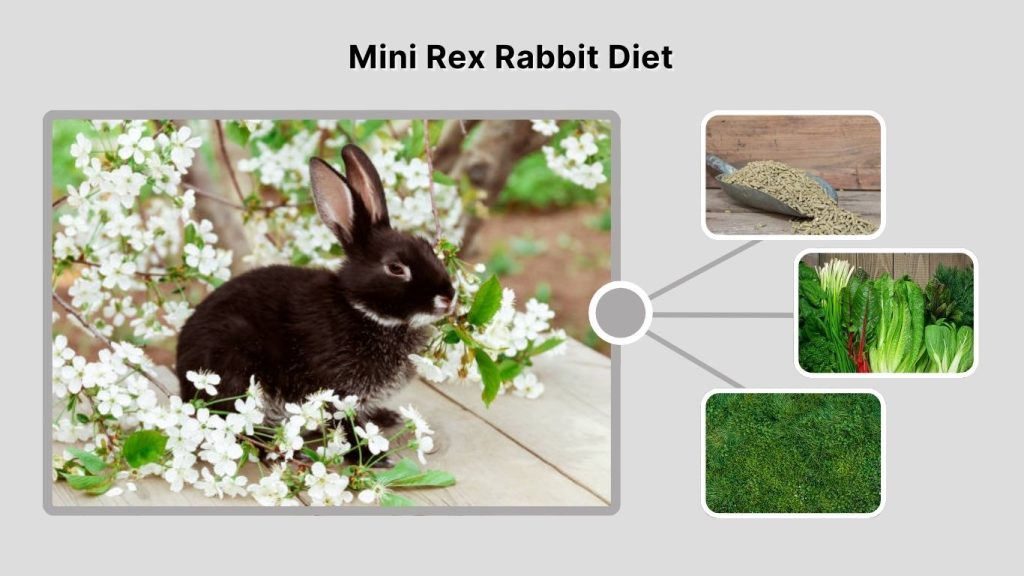 Mini Rex Rabbit Diet