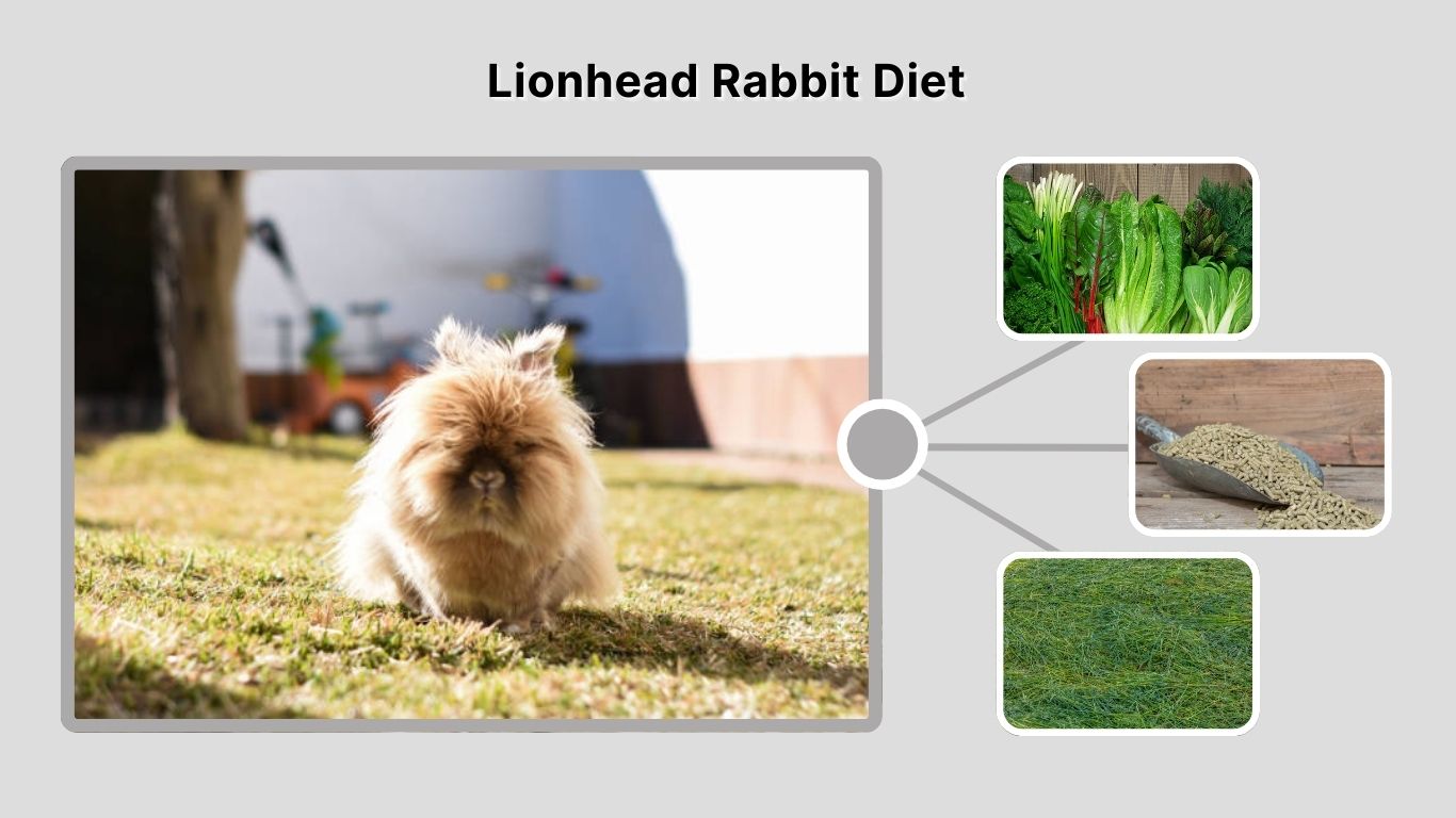 Lionhead Rabbit: Characteristics, Diet, Lifespan, and Care Guide