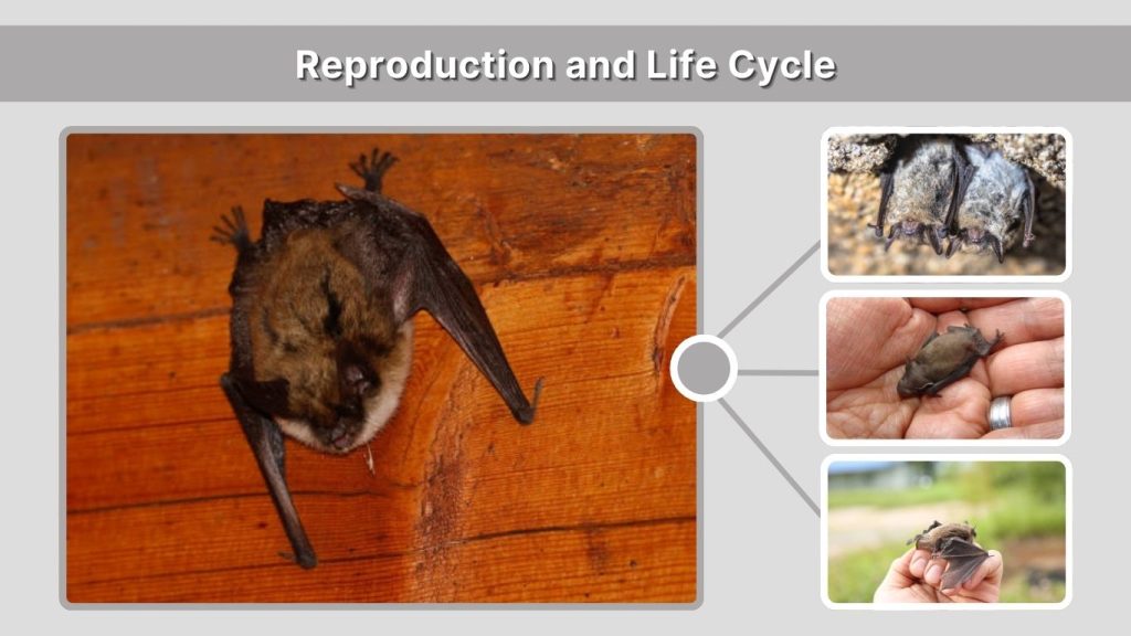 Reproduction and Life Cycle