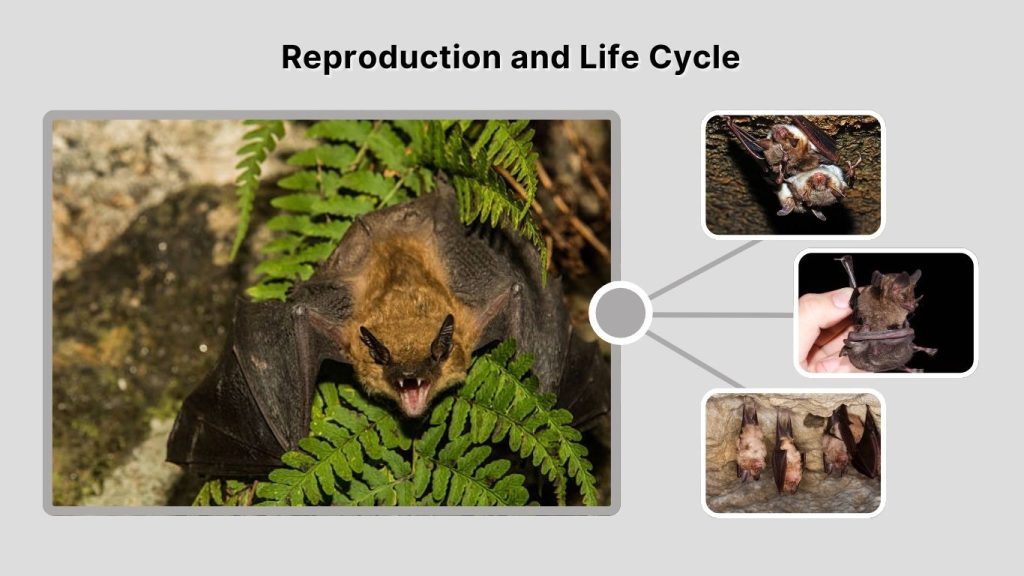 Reproduction and Life Cycle