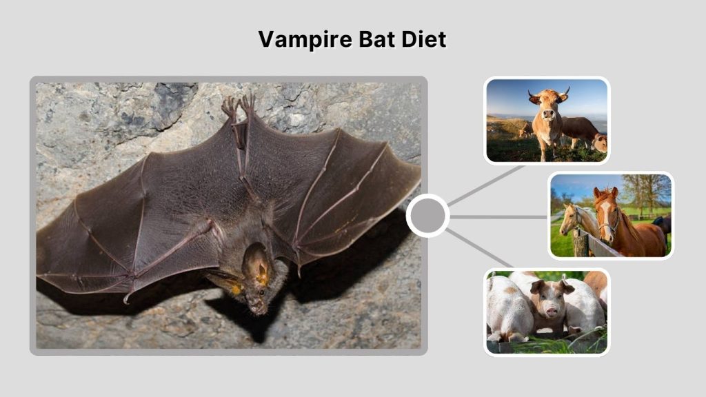 Vampire Bat Diet