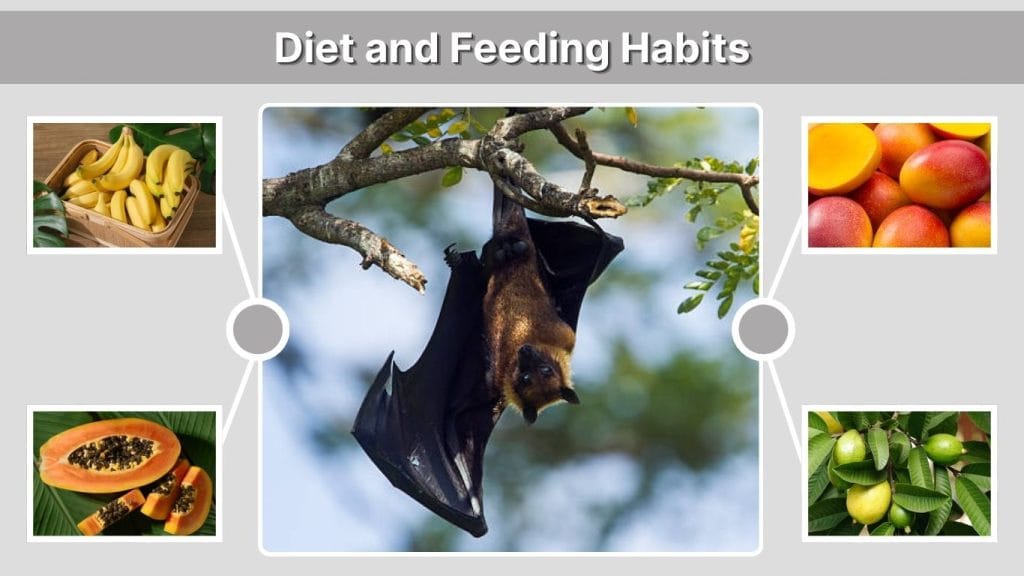 Diet and Feeding Habits