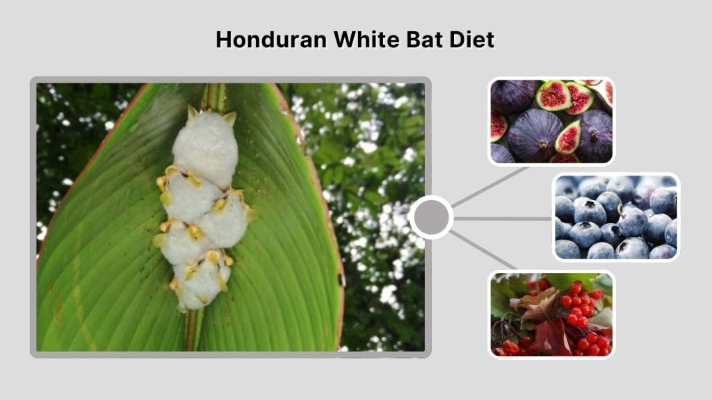 Honduran White Bat Diet