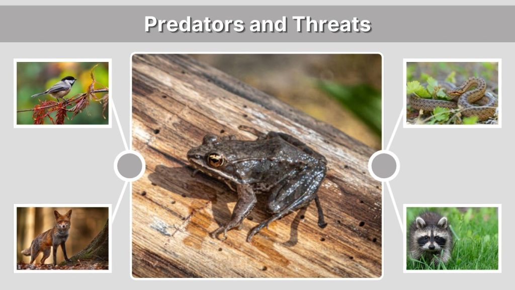 Predators and Threats