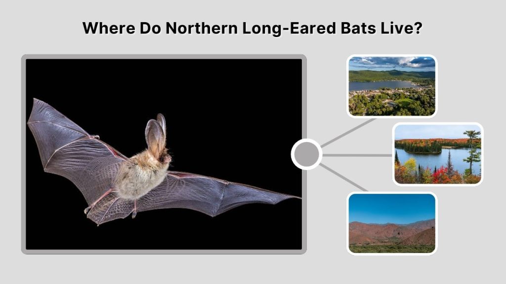 Where Do Northern Long-Eared Bats Live?