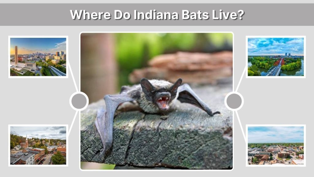 Where Do Indiana Bats Live?