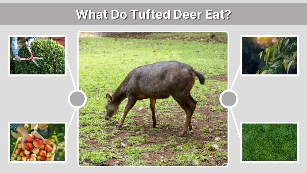 What Do Tufted Deer Eat?