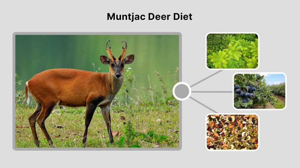 Muntjac Deer Diet