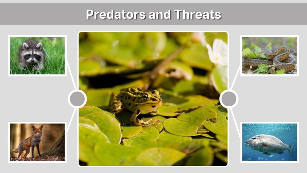 Predators and Threats