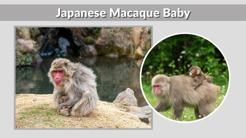 Japanese Macaque Baby