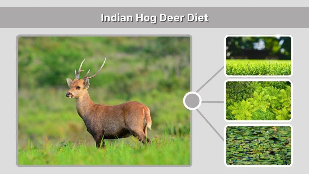 Indian Hog Deer Diet