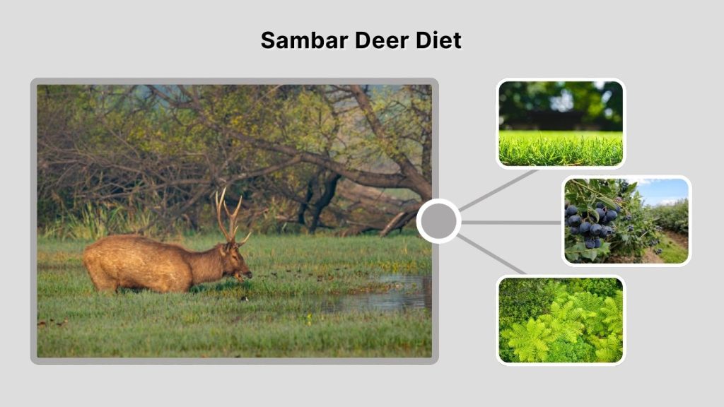 Sambar Deer Diet