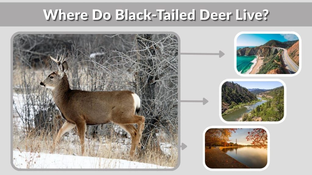 Where Do Black-Tailed Deer Live?