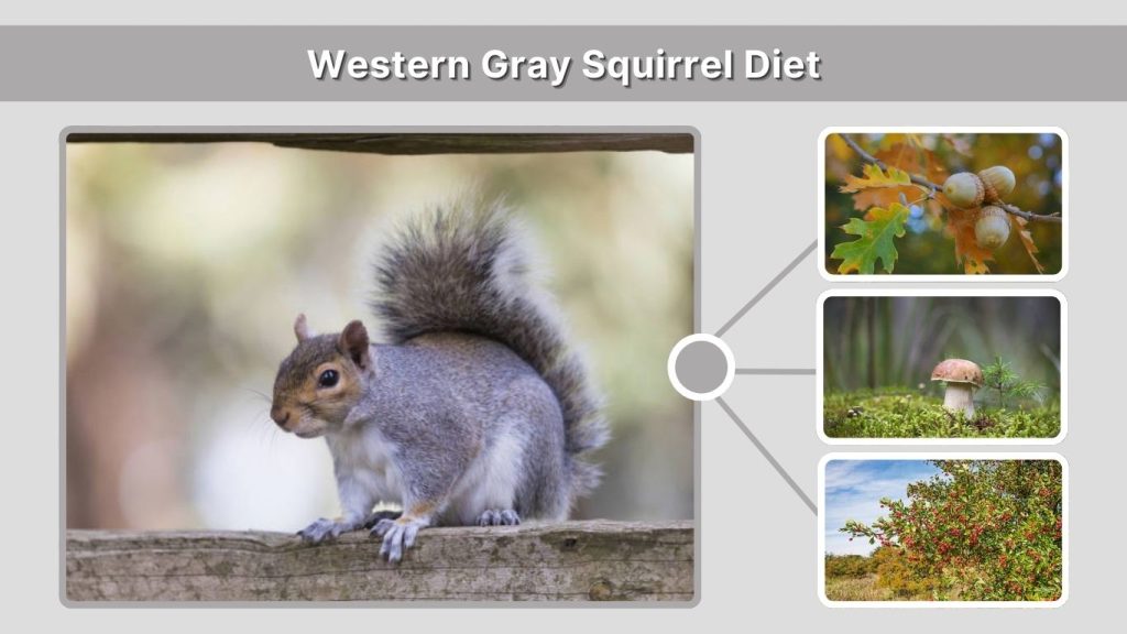 Western Gray Squirrel Diet