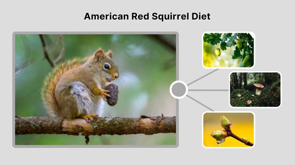 American Red Squirrel Diet