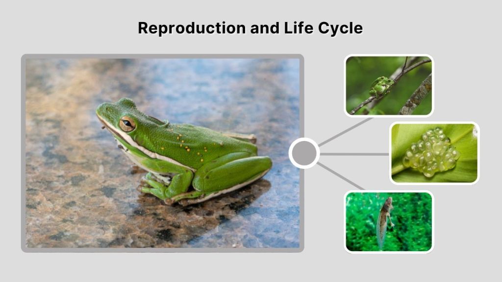 Reproduction and Life Cycle