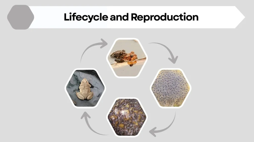 Lifecycle and Reproduction