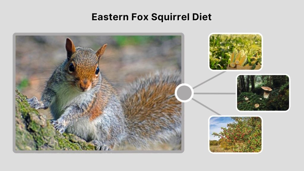Eastern Fox Squirrel Diet