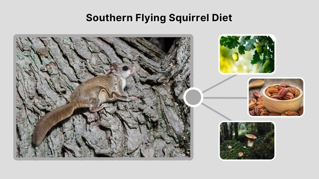 Southern Flying Squirrel Diet