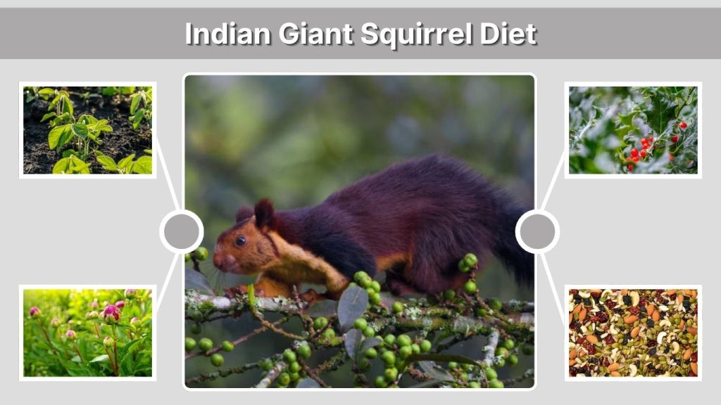 Indian Giant Squirrel Diet