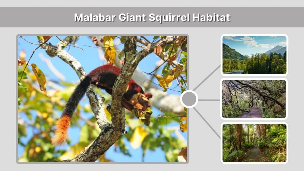 Malabar Giant Squirrel Habitat