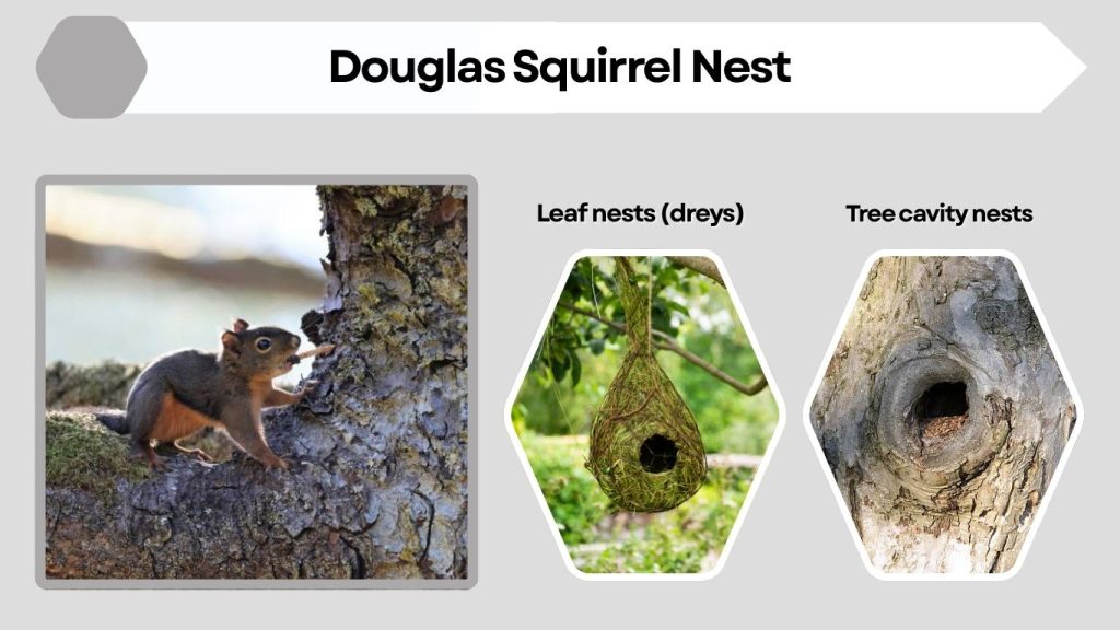 Douglas Squirrel Nest