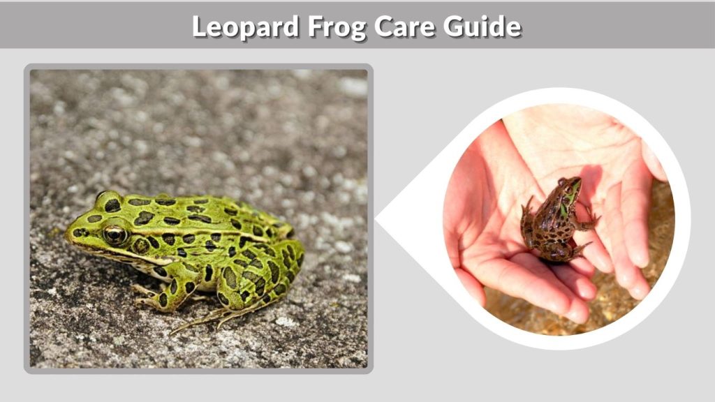 Leopard Frog Care Guide