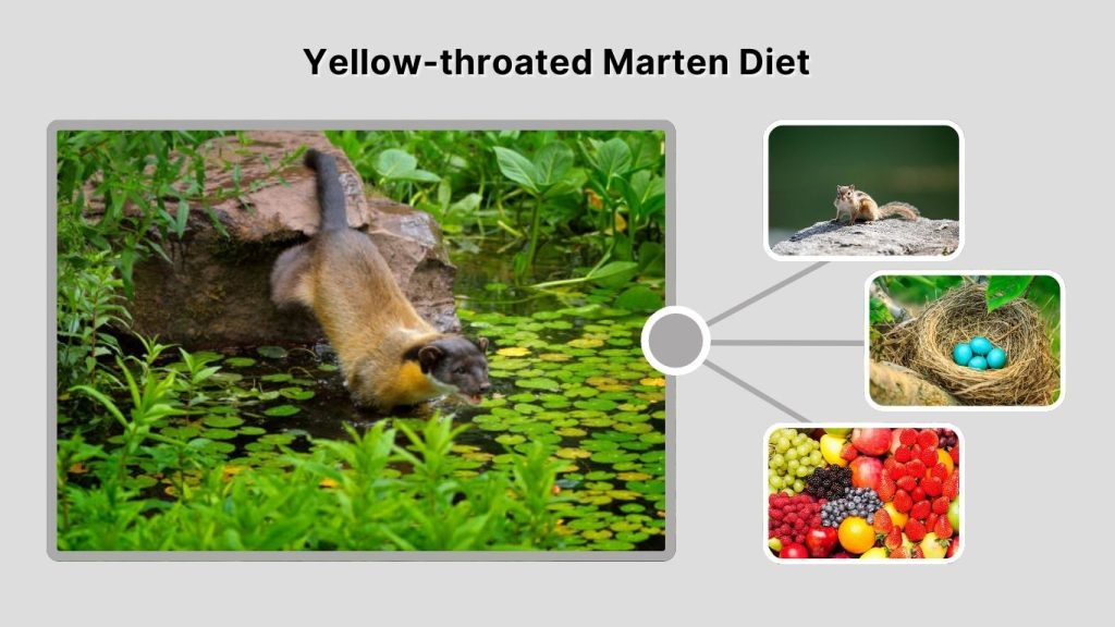 Yellow-throated Marten Diet