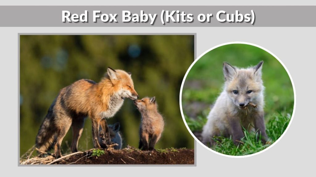 Red Fox Baby (Kits or Cubs)