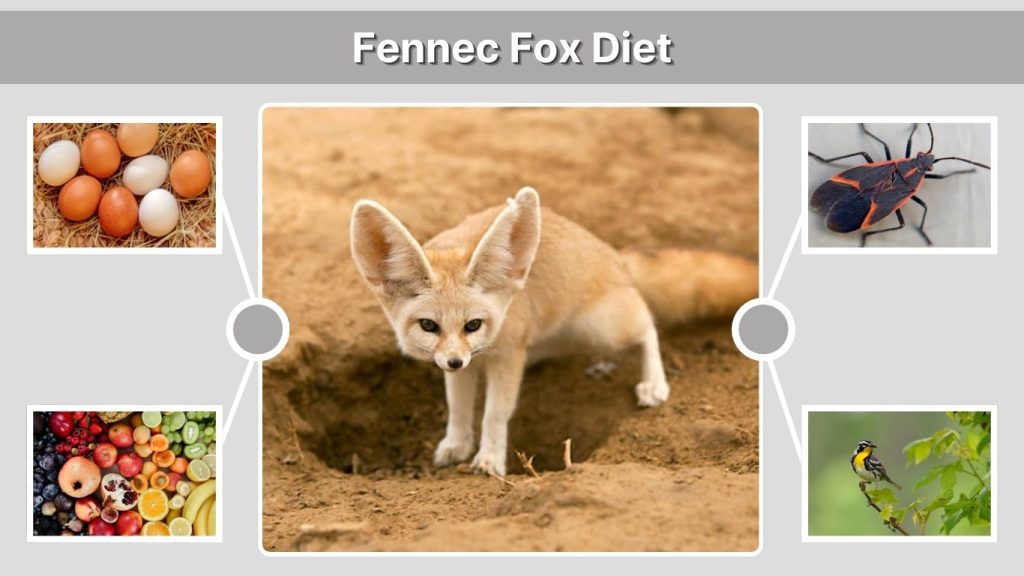 Fennec Fox Diet