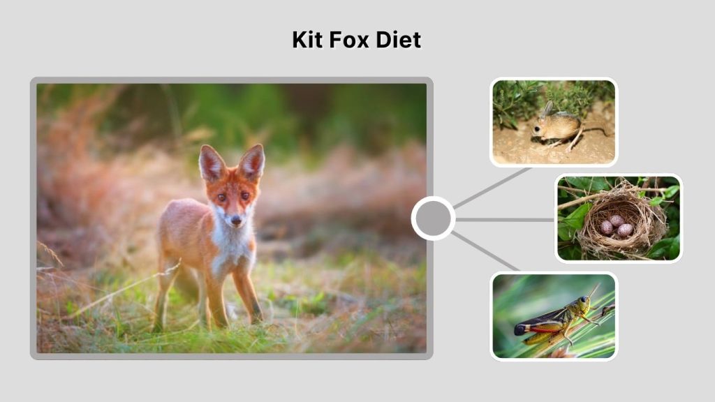 Kit Fox Diet