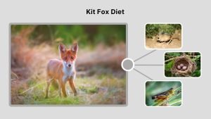 Kitfox Poop Kit Fox: Habitat, Baby Kit Fox, Diet & Kit Fox vs Gray Fox