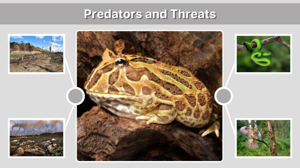 Predators and Threats