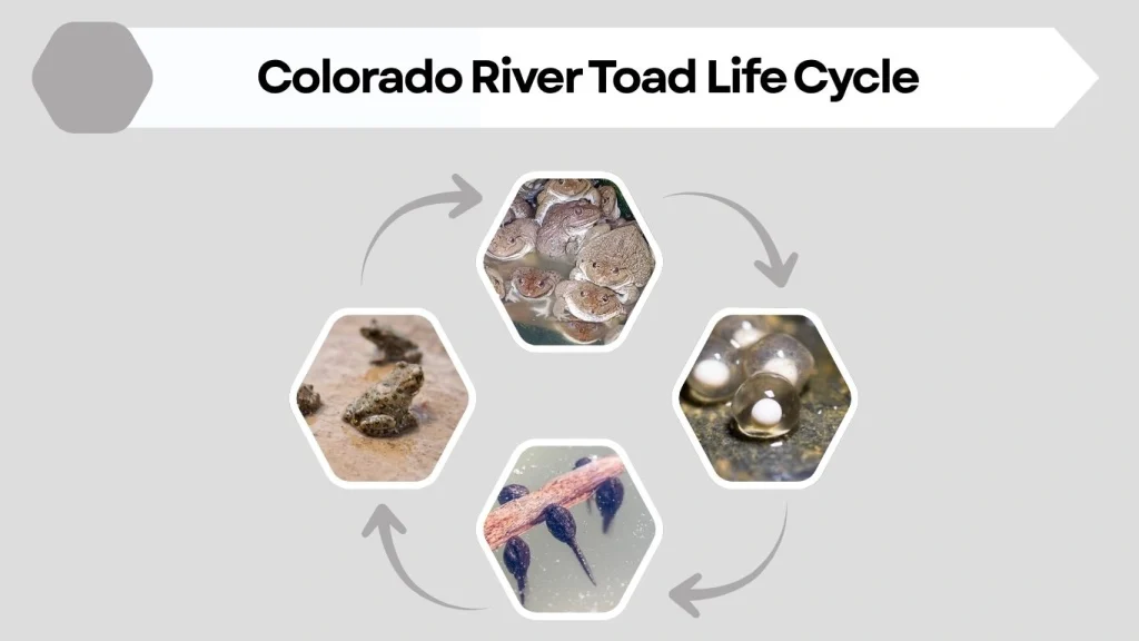 Colorado River Toad Life Cycle