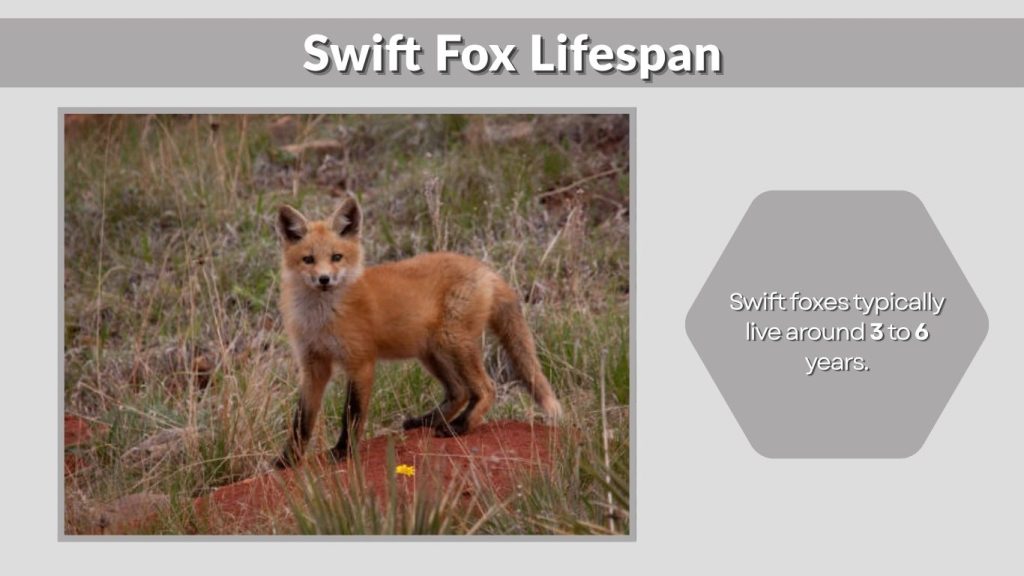 Swift Fox Lifespan