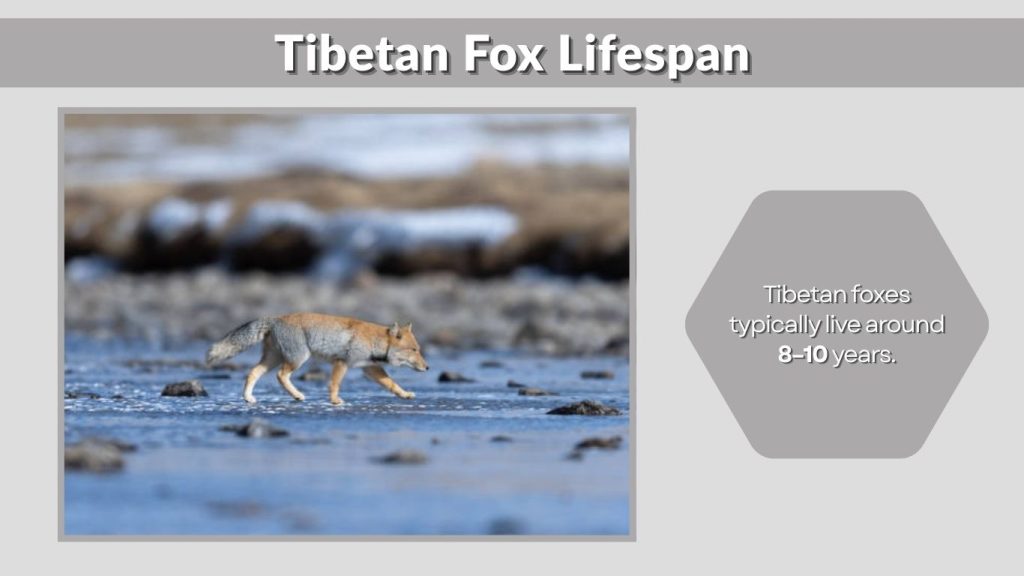 Tibetan Fox Lifespan