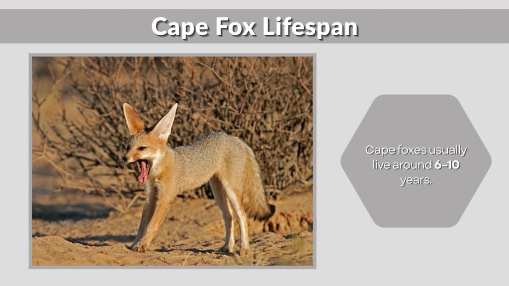 Cape Fox Lifespan